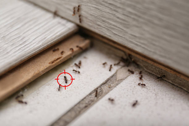 Best Affordable Pest Control Services  in East Pepperell, MA