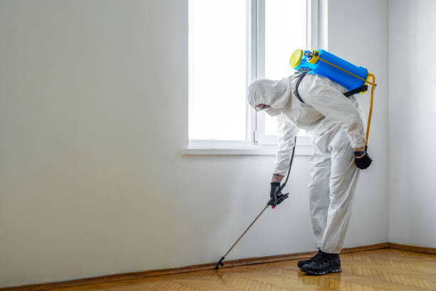 Best Wasp Removal Services  in East Pepperell, MA