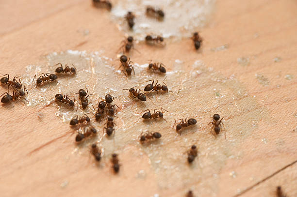 Best Insect Control  in East Pepperell, MA